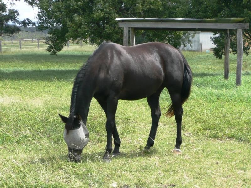 Christmas Creek QLD 4285