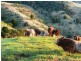 Lot 4 Koplick Rd, Running Creek QLD 4287