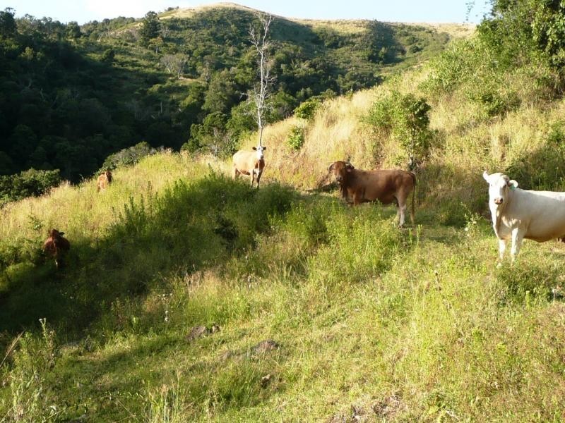 Lot 4 Koplick Rd, Running Creek QLD 4287
