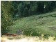 Lot 4 Koplick Rd, Running Creek QLD 4287