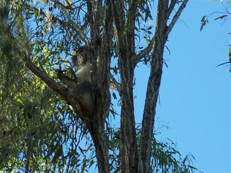 Knapp Creek QLD 4285
