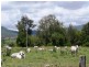 Christmas Creek QLD 4285