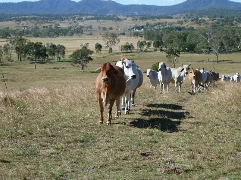 Oaky Scrub Road, Innisplain QLD 4285
