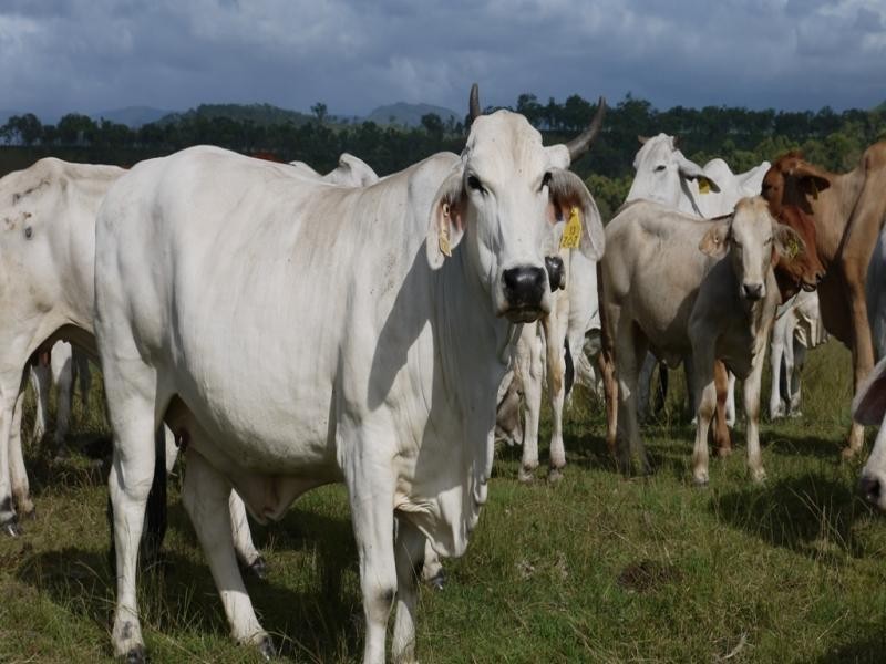 Oaky Scrub Road, Innisplain QLD 4285