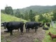 Lamington QLD 4285