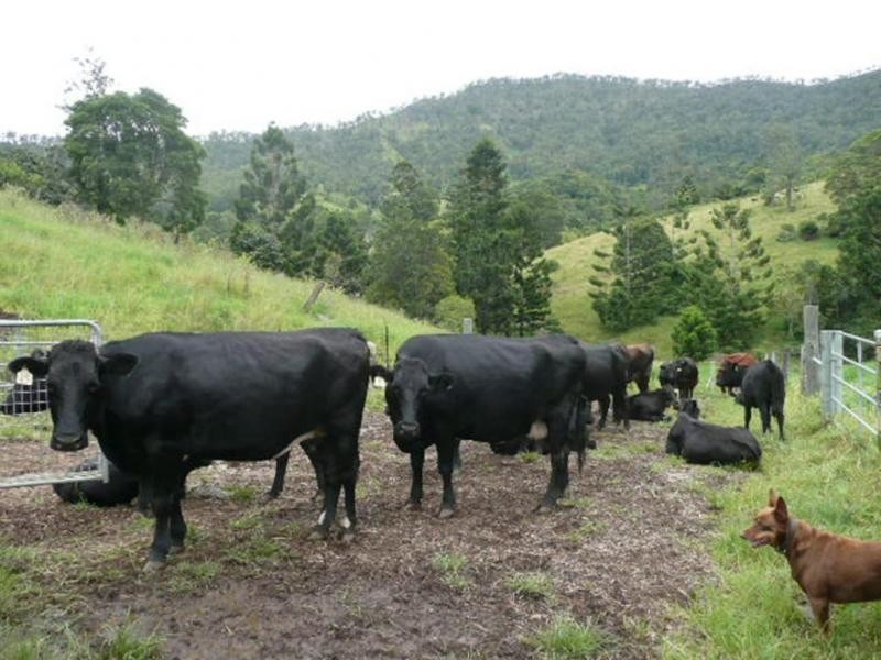 Lamington QLD 4285