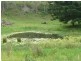 Lamington QLD 4285