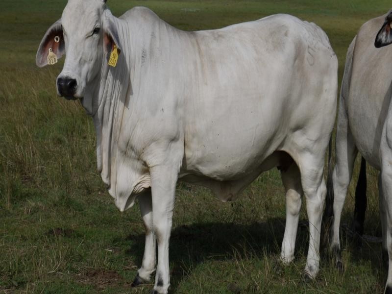 Oaky Scrub Road, Innisplain QLD 4285