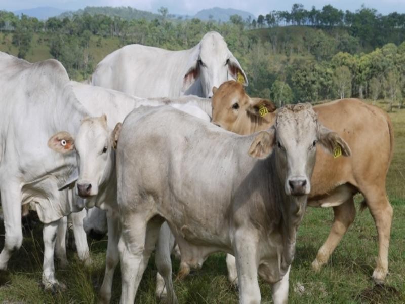 Oaky Scrub Road, Innisplain QLD 4285