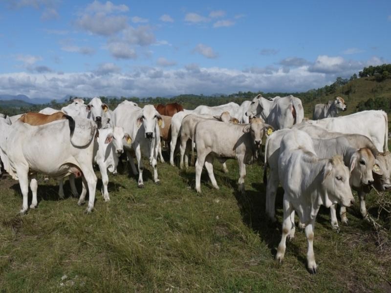 Oaky Scrub Road, Innisplain QLD 4285