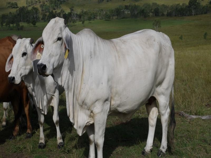 Oaky Scrub Road, Innisplain QLD 4285