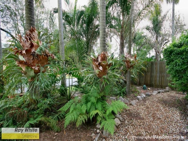 60 Ladybird Street, Kallangur QLD 4503