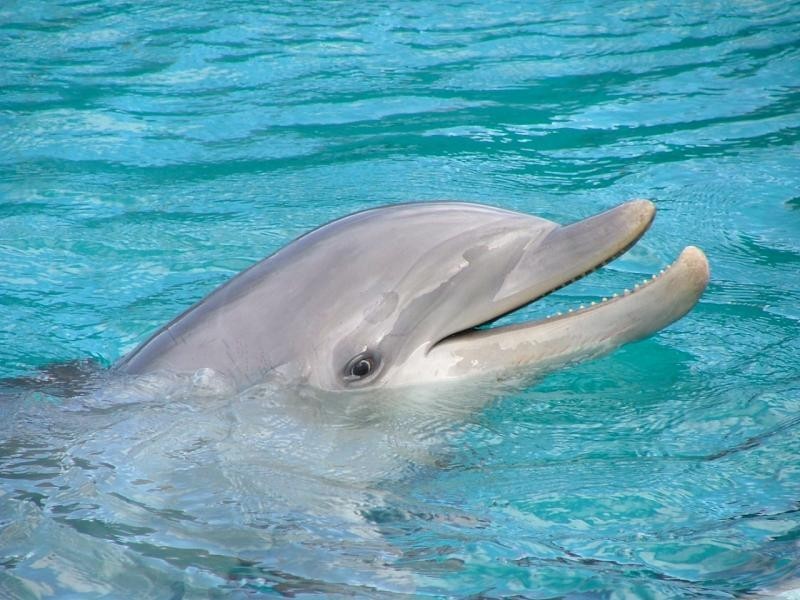 60 Shelley Street, Burnett Heads QLD 4670