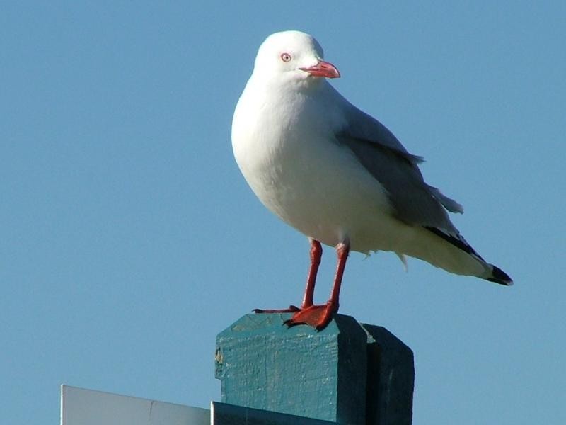 16 Starfish Crescent, Bargara QLD 4670