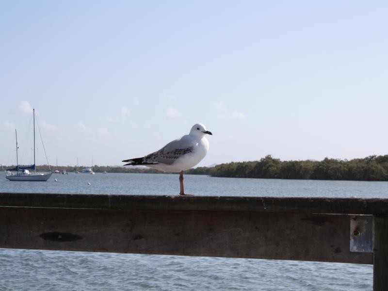 112 Christopher St, Pimpama QLD 4209