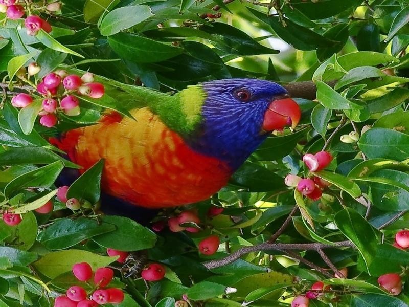 9 Marlin Drive, Innes Park QLD 4670