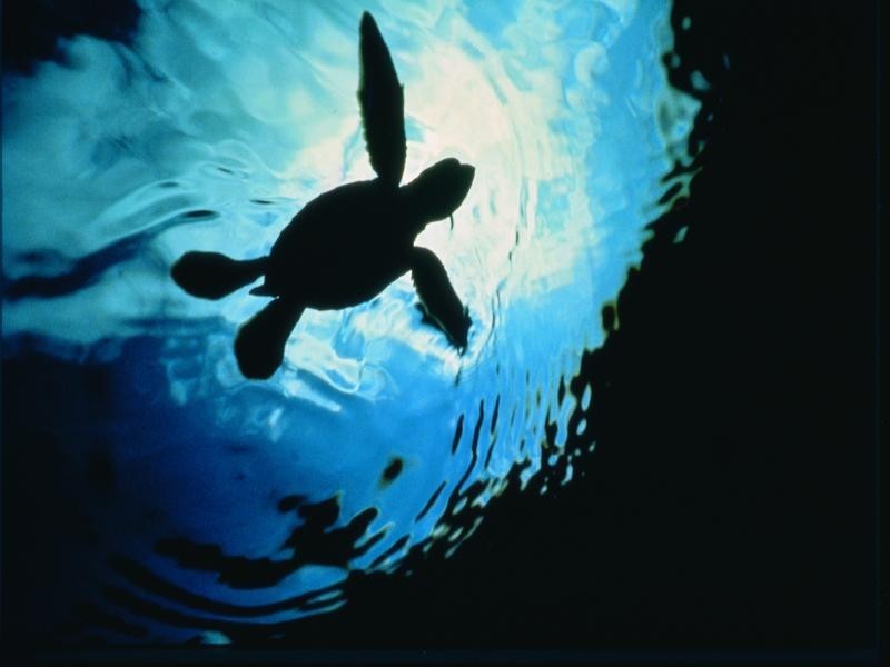 Lot 53 Marlin Drive, Innes Park QLD 4670