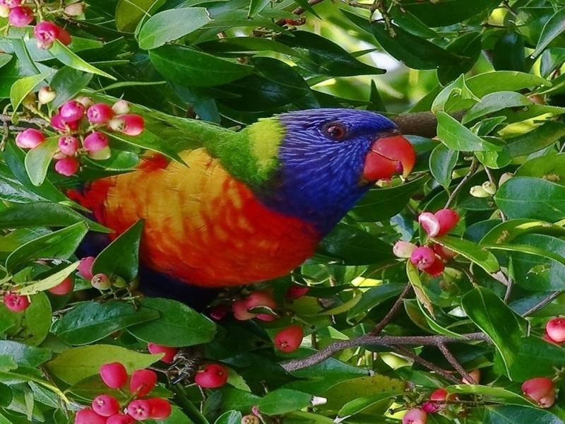 Lot 53 Marlin Drive, Innes Park QLD 4670