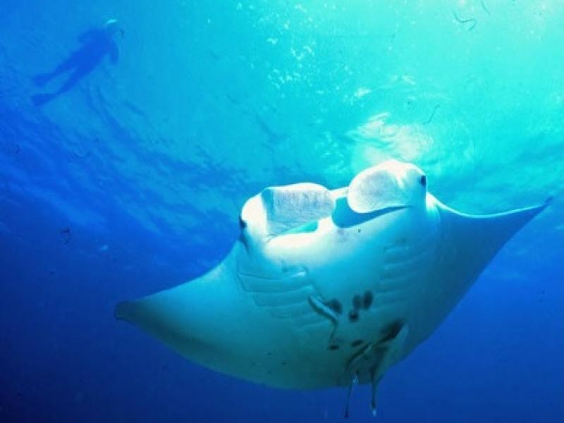 75 Tramican Street, Point Lookout QLD 4183