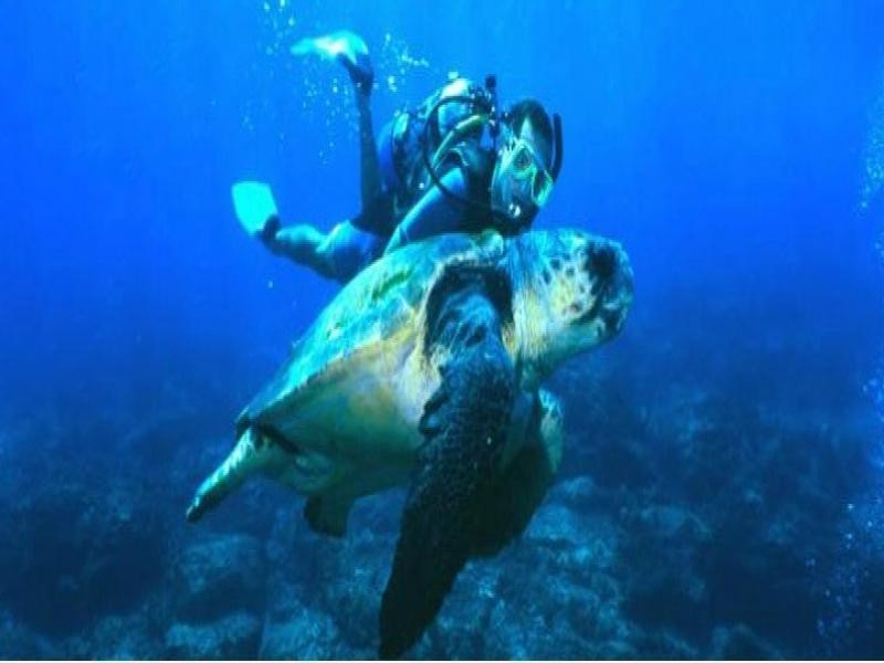 75 Tramican Street, Point Lookout QLD 4183