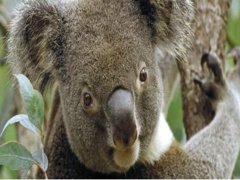 75 Tramican Street, Point Lookout QLD 4183