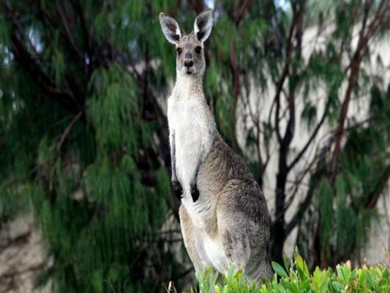 75 Tramican Street, Point Lookout QLD 4183