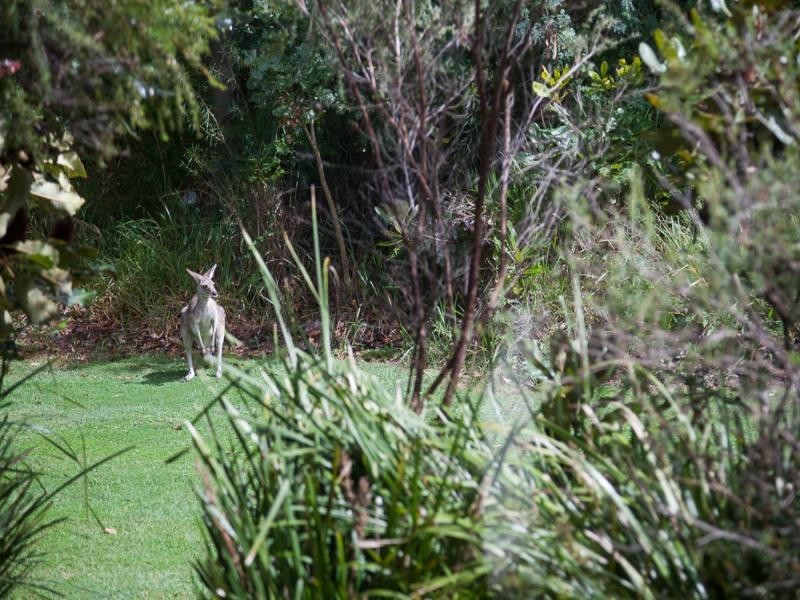 49 Dickson Way, Point Lookout QLD 4183
