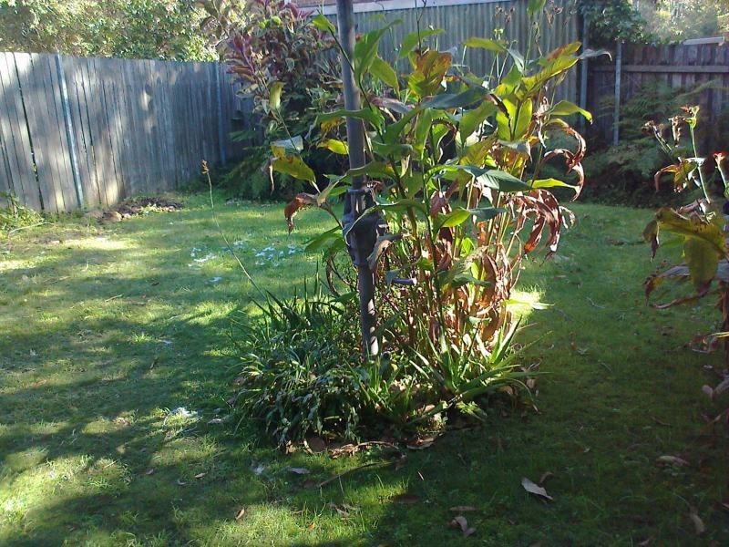 50A KENSINGTON ROAD, Summer Hill NSW 2130