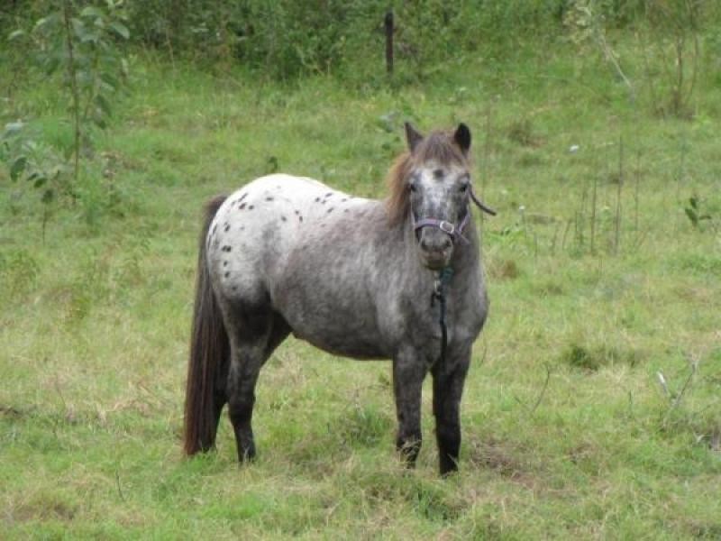 Kensington Grove QLD 4341