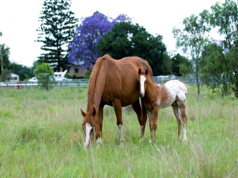 Forest Hill QLD 4342