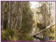 Lot14 Phyllis Ct, Glass House Mountains QLD 4518