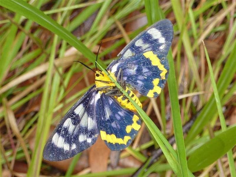 Lot 21 Kamma Pine Creek Road, East Trinity QLD 4871
