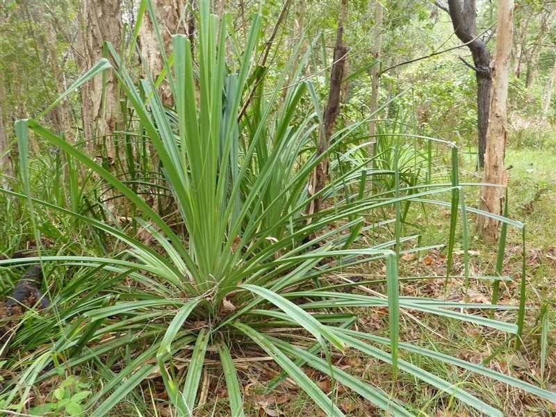 Lot 21 Kamma Pine Creek Road, East Trinity QLD 4871