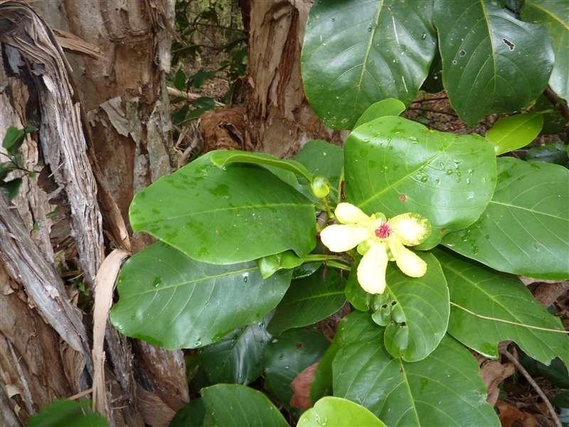 Lot 21 Kamma Pine Creek Road, East Trinity QLD 4871