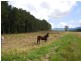 212 Euluma Creek Road/Rasmussen Road, Julatten QLD 4871
