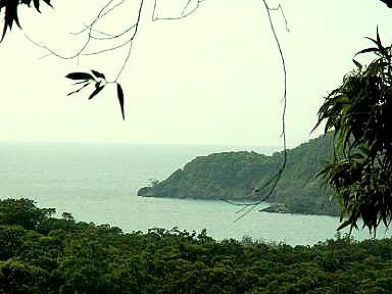 Lot 236 White Beech Road, Daintree QLD 4873