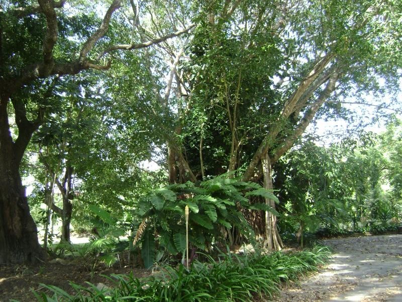Mossman QLD 4873