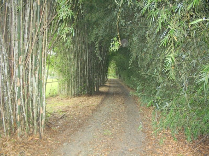 244 CLACHERTY RD, Julatten QLD 4871