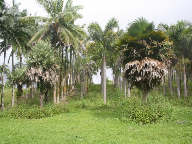 244 CLACHERTY RD, Julatten QLD 4871