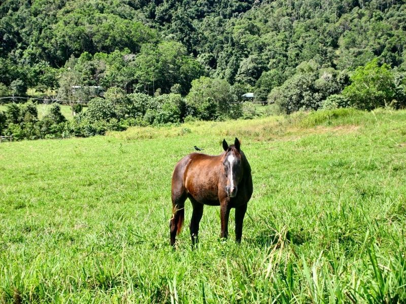 Shannonvale QLD 4873