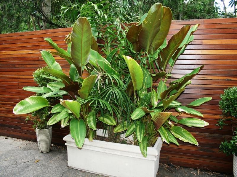 11/8 Morning Close, Oasis Escape, Port Douglas QLD 4877