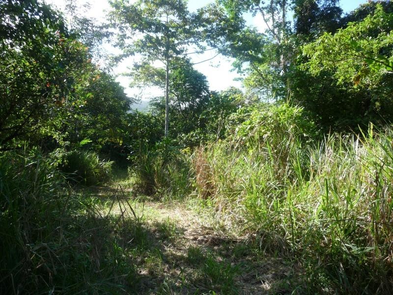 Lot 34 Cape Tribulation Rd, Daintree QLD 4873