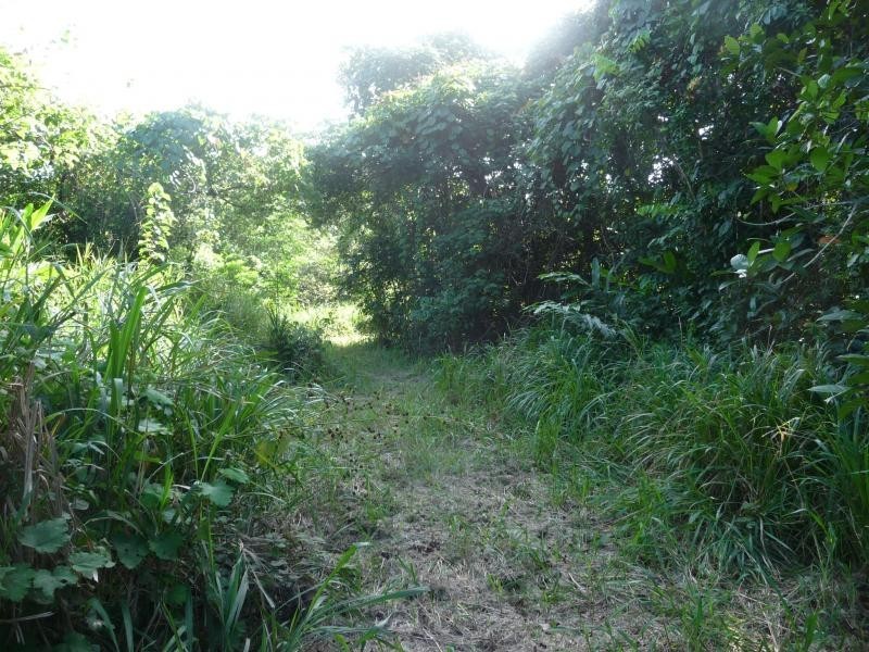Lot 34 Cape Tribulation Rd, Daintree QLD 4873