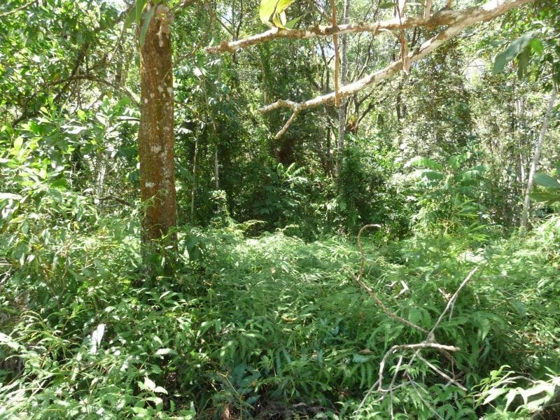 Lot 66 George Rd, Daintree QLD 4873
