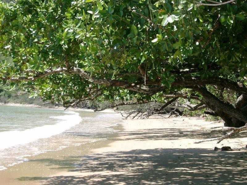 Lot 551 Cape Trbulation Rd, Daintree QLD 4873