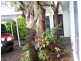 Cooya Beach QLD 4873