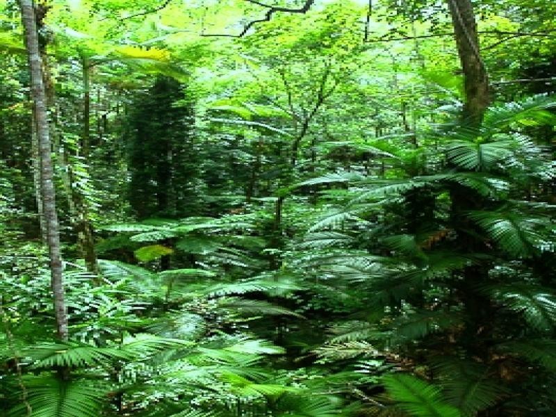 84 Cape Tribulation Road, Daintree QLD 4873