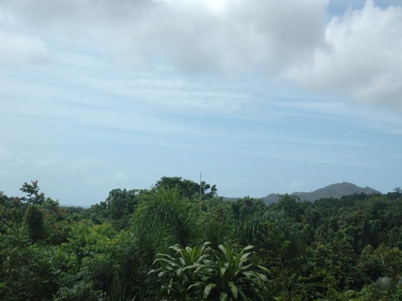 50 Tea Tree Road, Daintree QLD 4873