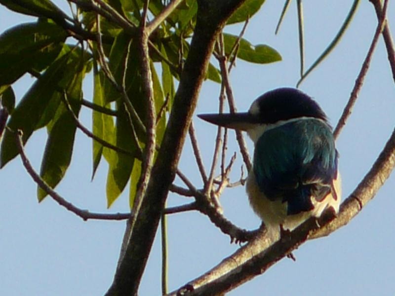Daintree QLD 4873