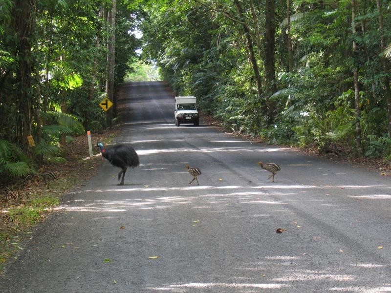 1 Cape Tribulation Road, Daintree QLD 4873